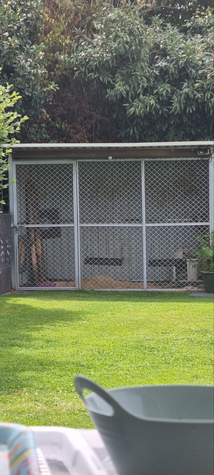 kattenren, Ophalen of Verzenden