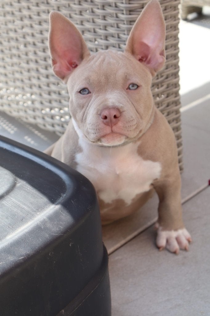 American Bully puppies Nog 2 over!!!!!, Parvo, Nederland, Overige rassen, 8 tot 15 weken