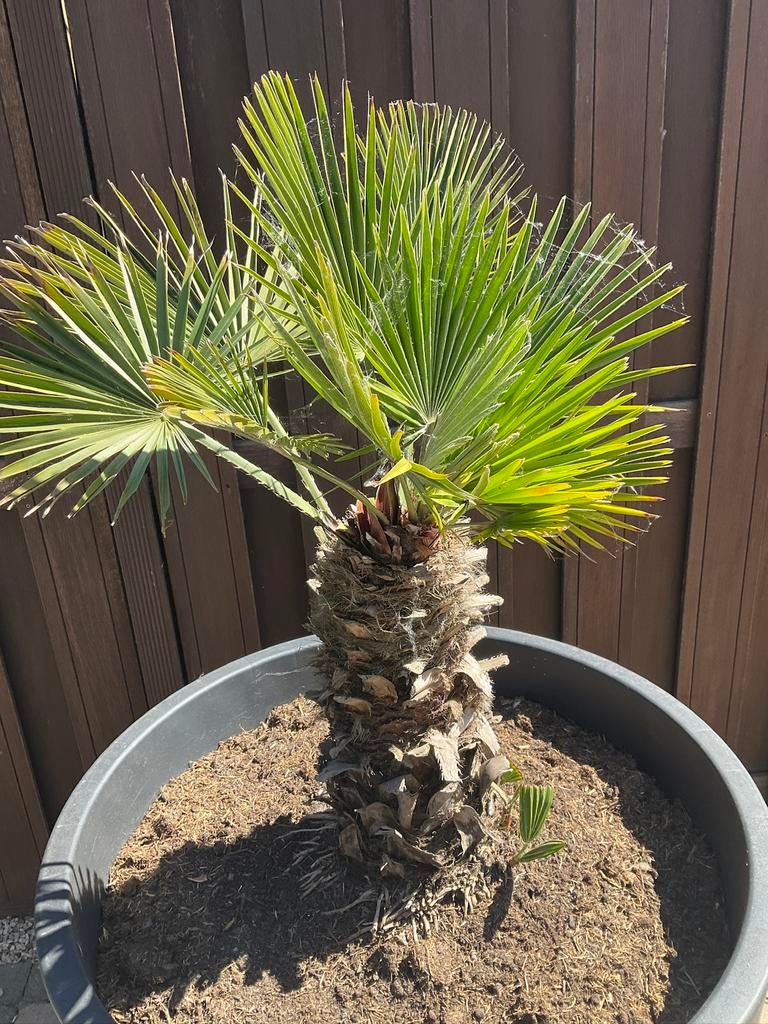Palm Trachycarpus Fortunei, Tuin en Terras, Planten | Bomen, Ophalen, Zomer, Volle zon