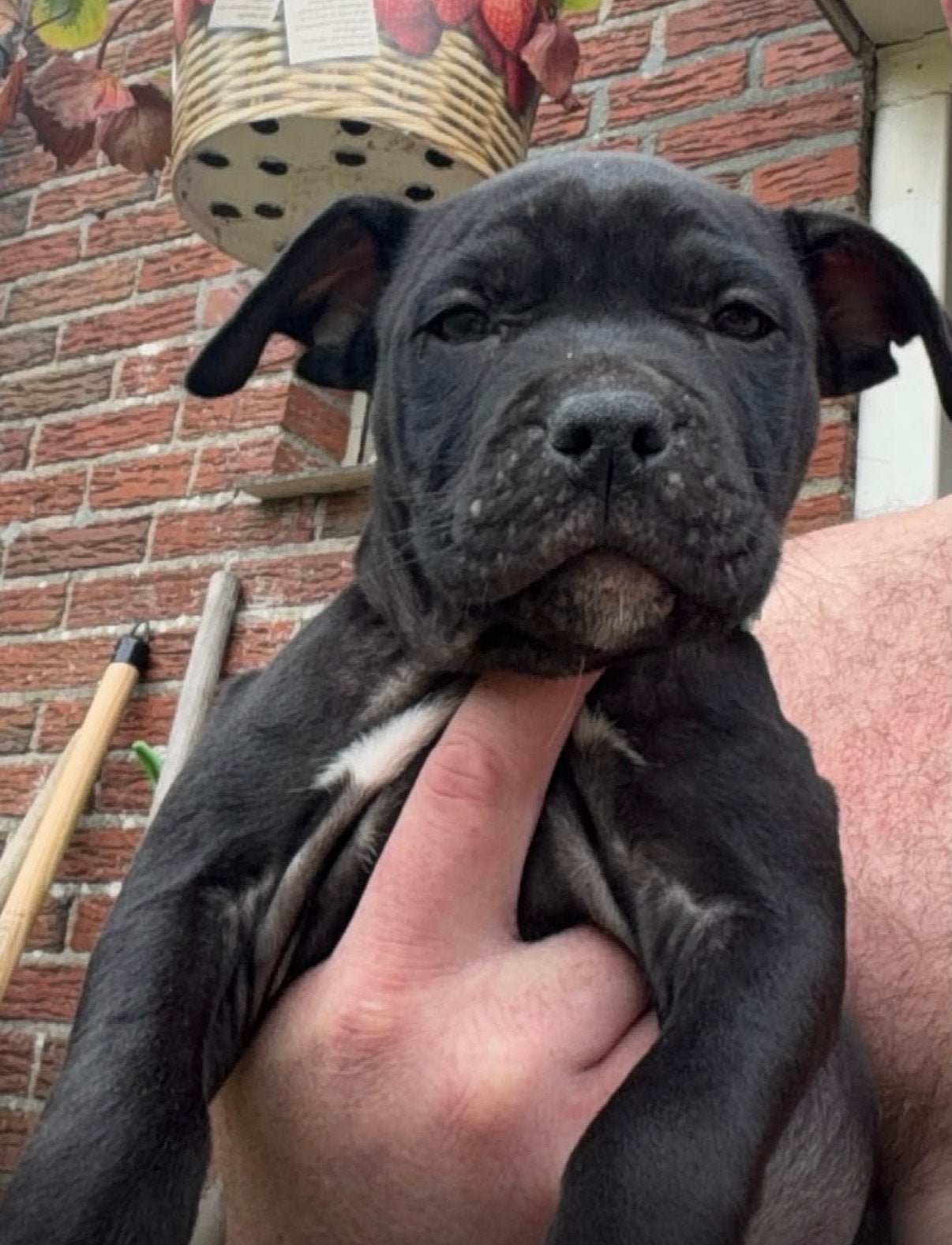 Amerikaanse Stafford laatste teefje puppy…, Overige rassen, CDV (hondenziekte), 8 tot 15 weken, Teef
