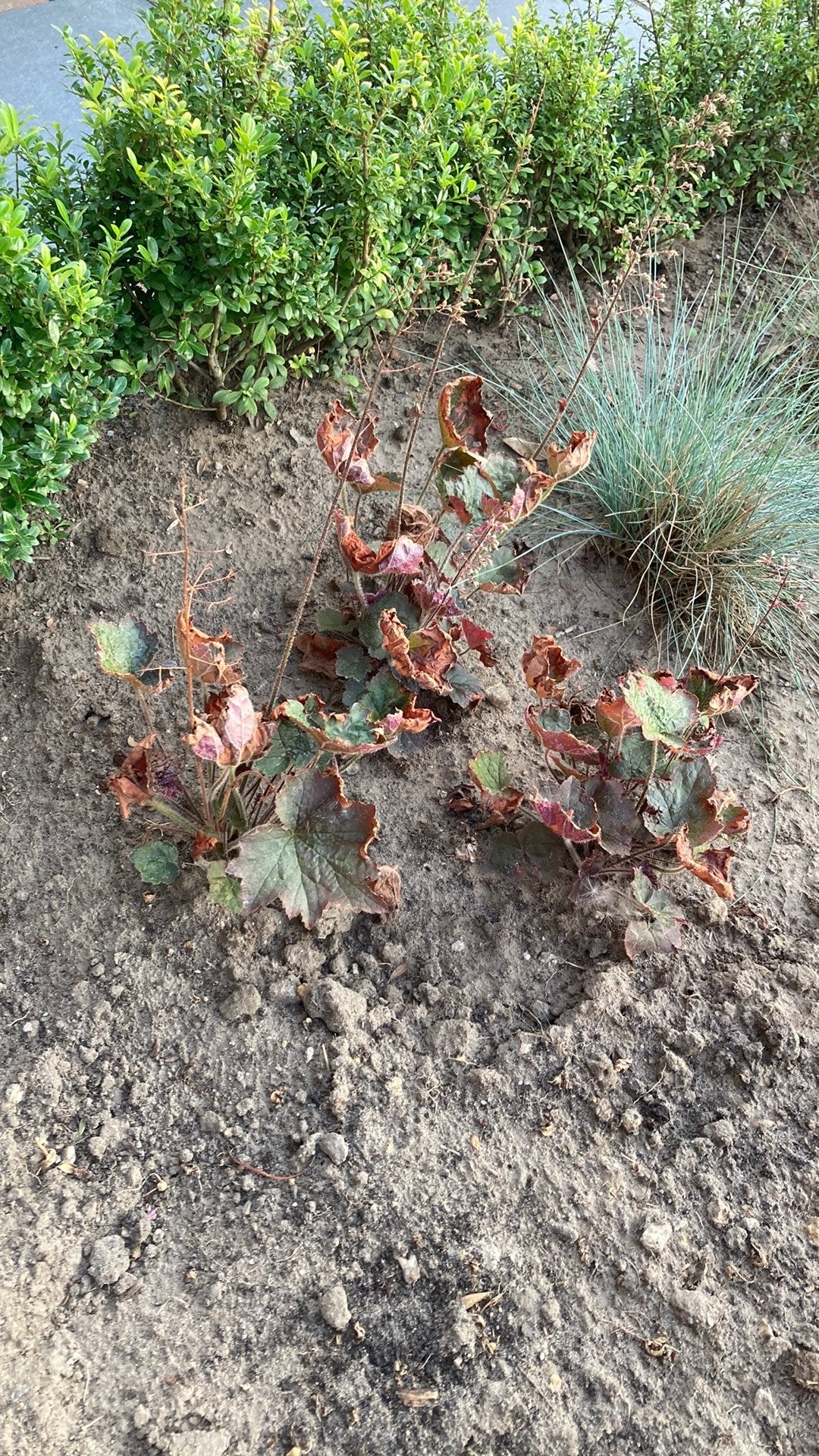 Purperklokje (Heuchera), Ophalen, Overige soorten, Halfschaduw