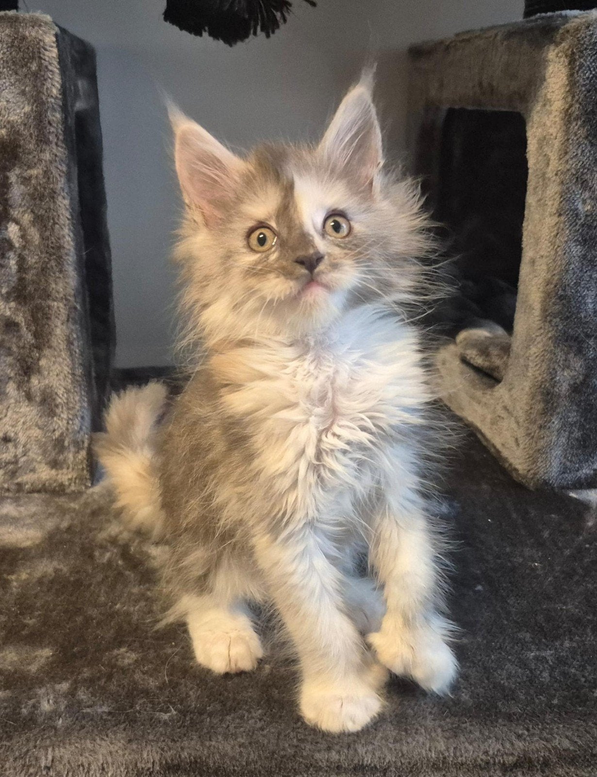 maine coon kitten met stamboom (polydactyl), Dieren en Toebehoren, Poes, Met stamboom, 0 tot 2 jaar