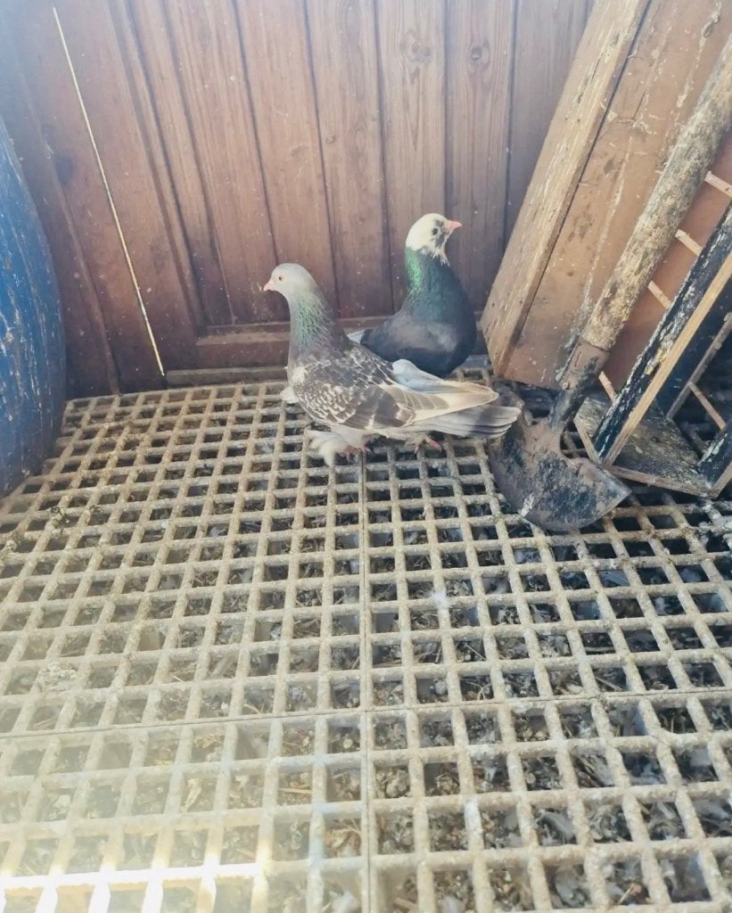 İkiside seferli içerde dışarda oyunlular Takla duiven, Meerdere dieren, Postduif