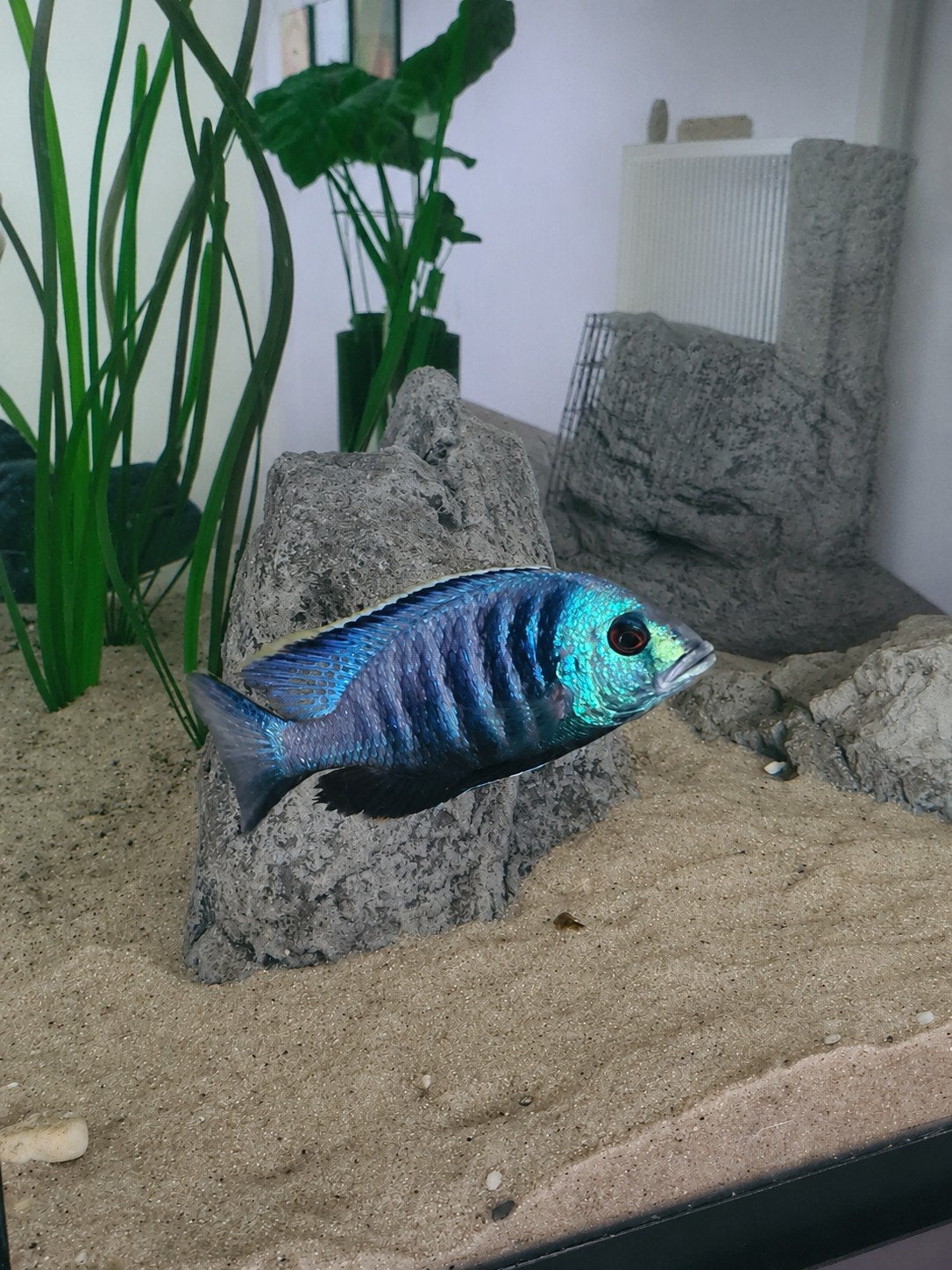Koppel Placidochromis electra, Dieren en Toebehoren, Vis
