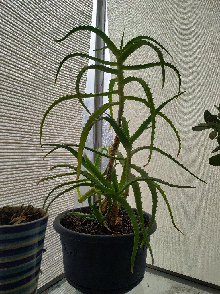 Aloe Arborescens, Ophalen, Overige soorten, Halfschaduw, In pot