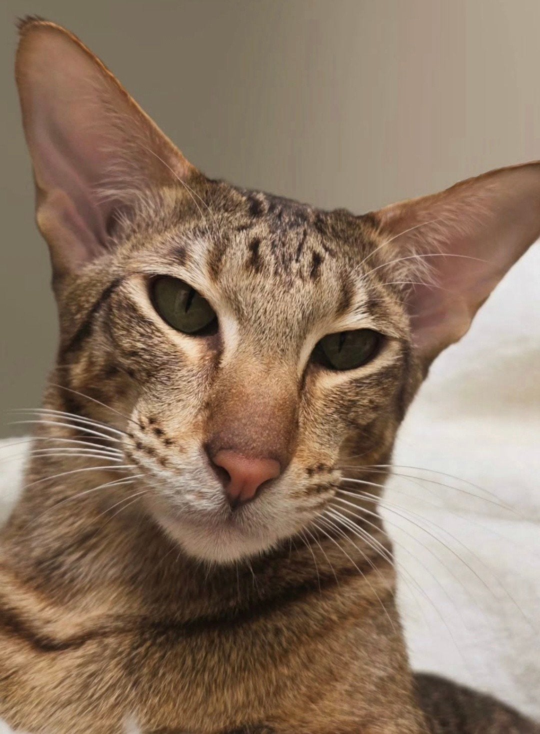 2 Oosterse Korthaar Poezen, Dieren en Toebehoren, Katten en Kittens | Raskatten | Korthaar, Meerdere dieren, Gechipt, 0 tot 2 jaar