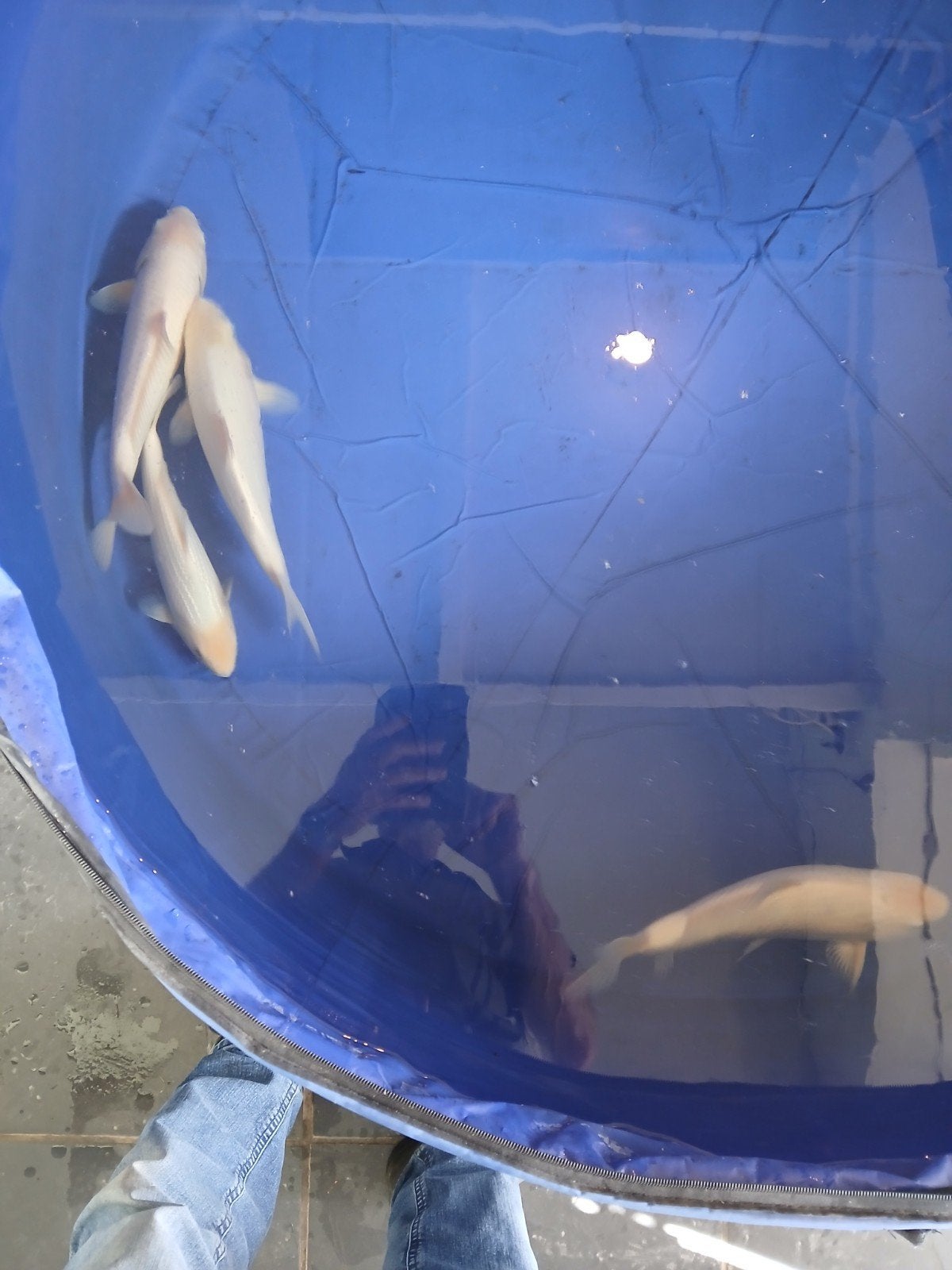 koi karpers, Dieren en Toebehoren, Vissen | Vijvervissen, Karper of Koi