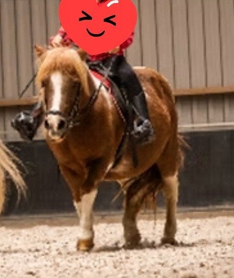 Hele lieve rustige kinderpony shetlander., B, Ruin, A pony (tot 1.17m), Gechipt