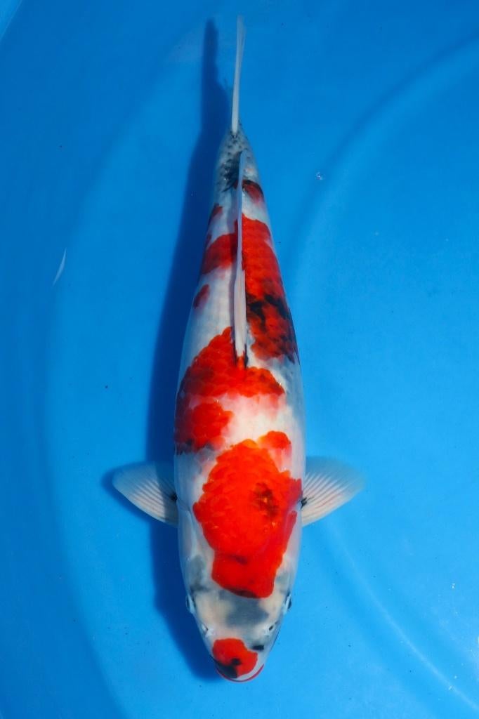 Max 70x  hoogwaardige kwaliteit koi zie foto's, Karper of Koi