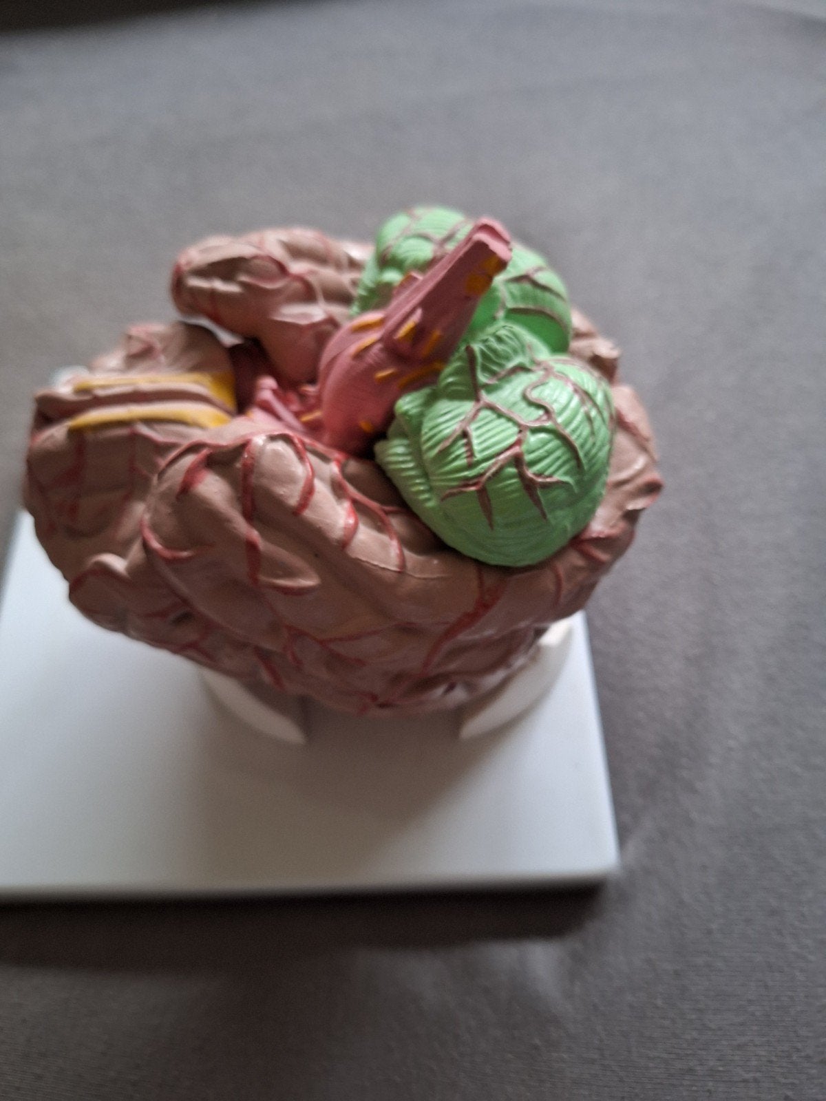 Anatomisch  model van de hersenen, Hobby en Vrije tijd, Cursusmateriaal, Zo goed als nieuw, Ophalen of Verzenden