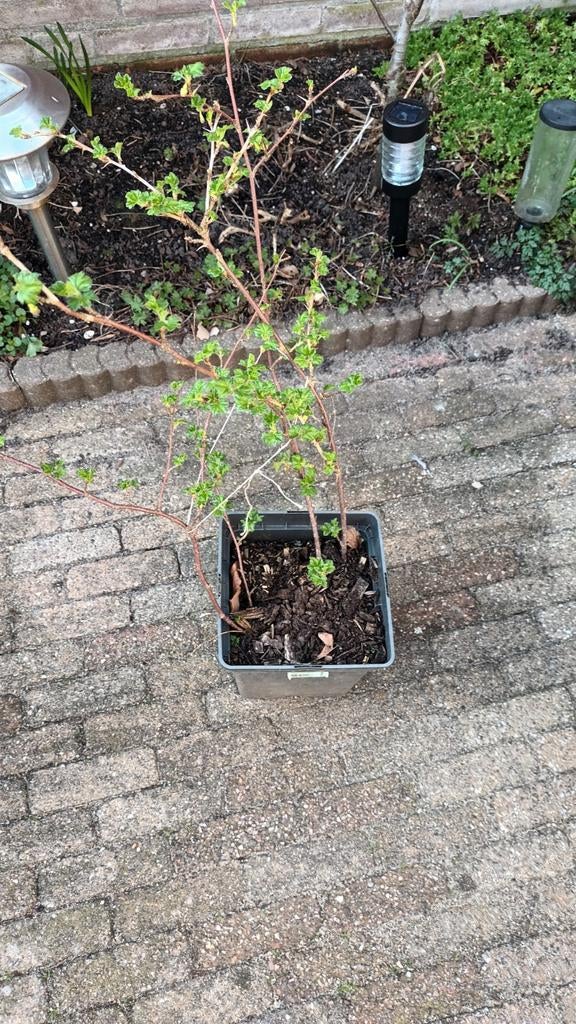 Een kruisbes in pot gekweekt, Ophalen, Overige soorten, Volle zon