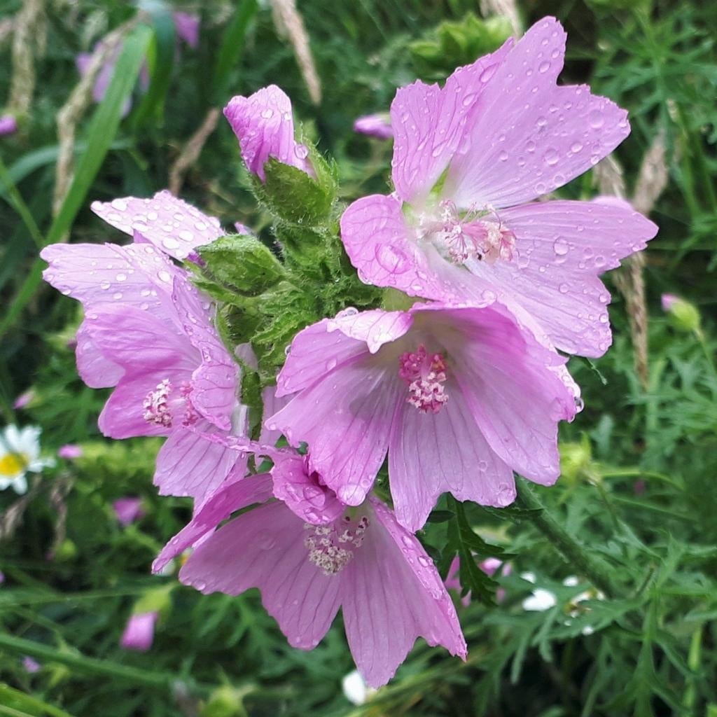 Muskuskaasjeskruid zaden €1., Tuin en Terras, Bloembollen en Zaden, Ophalen of Verzenden, Voorjaar, Volle zon, Zaad