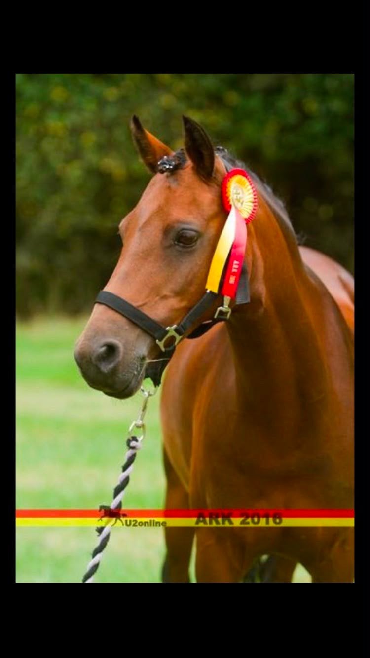 prachtige c pony, Dieren en Toebehoren, Pony's, Merrie, B, C pony (1.27m tot 1.37m), 11 jaar of ouder