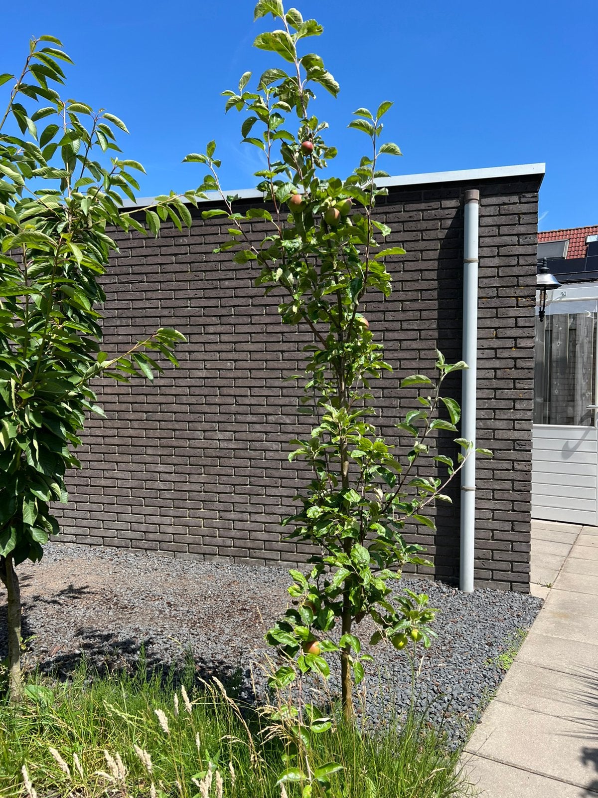 Appelboom ‘Jonagold’, Tuin en Terras, Planten | Bomen, Ophalen, Halfschaduw, Overige soorten, Lente