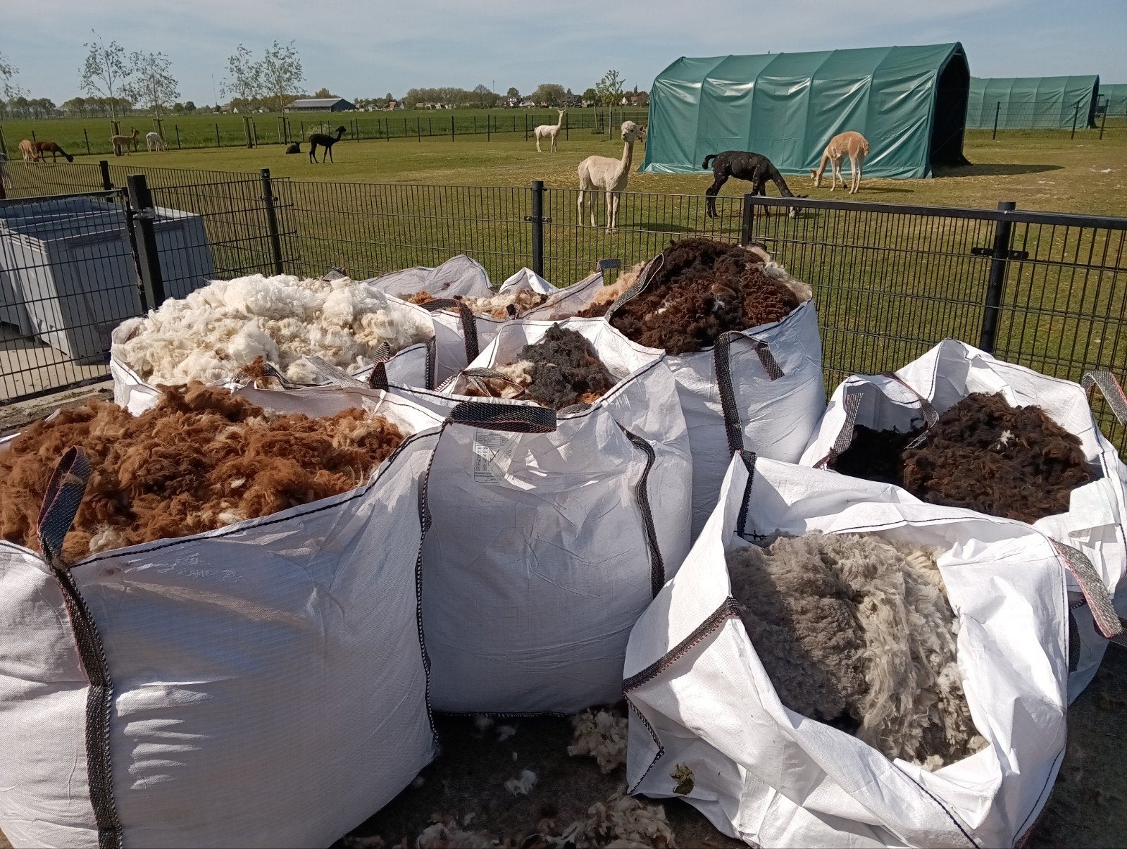 Ruwe alpaca wol te koop – diverse kleuren, Hobby en Vrije tijd, Ophalen of Verzenden, Nieuw