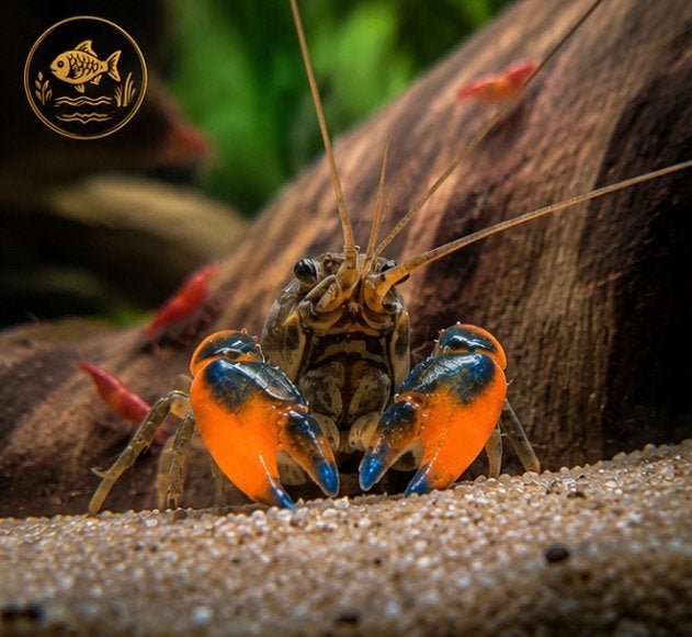 cherax kreeft, Dieren en Toebehoren, Vis