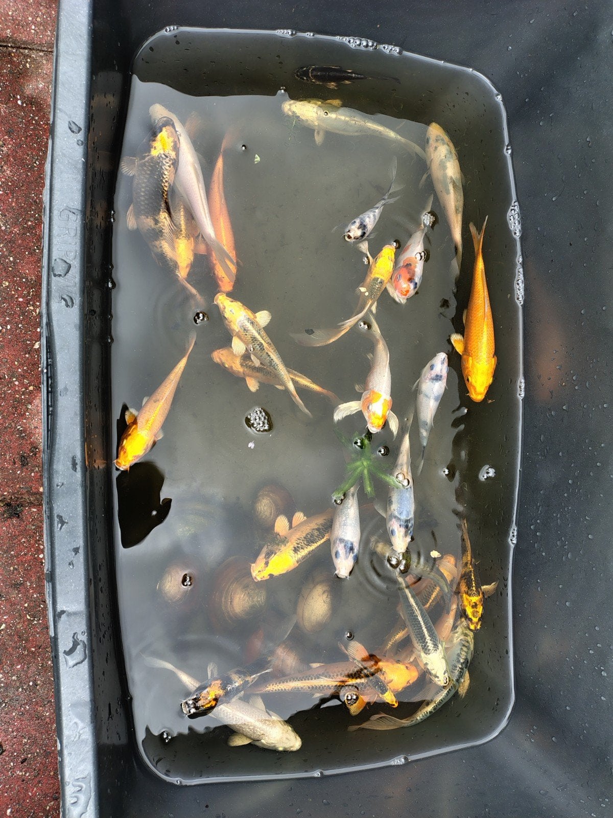diverse koi ook butterfly tussen 20 en 25cm, Ophalen, Overige typen
