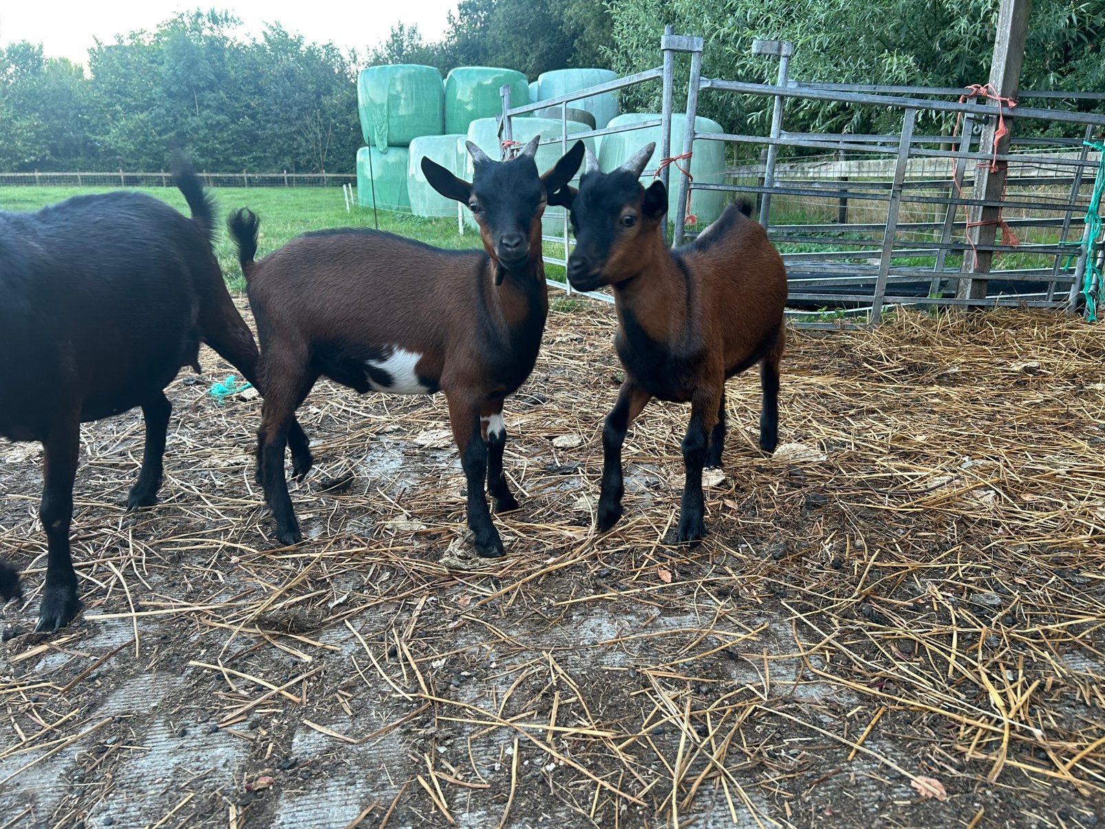 2 mooie dwergbokjes, Dieren en Toebehoren, Schapen, Geiten en Varkens, Mannelijk, Geit, 0 tot 2 jaar