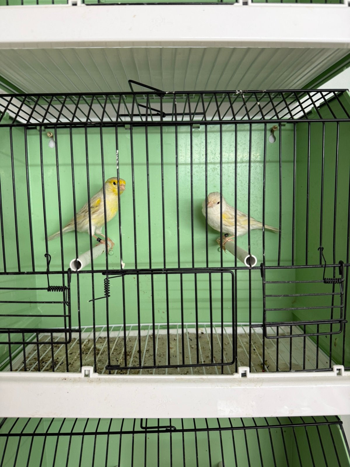 Koppel kanaries satinet geel mozaïek x isabel geel mozaiek, Dieren en Toebehoren, Vogels | Kanaries, Meerdere dieren, Kleurkanarie