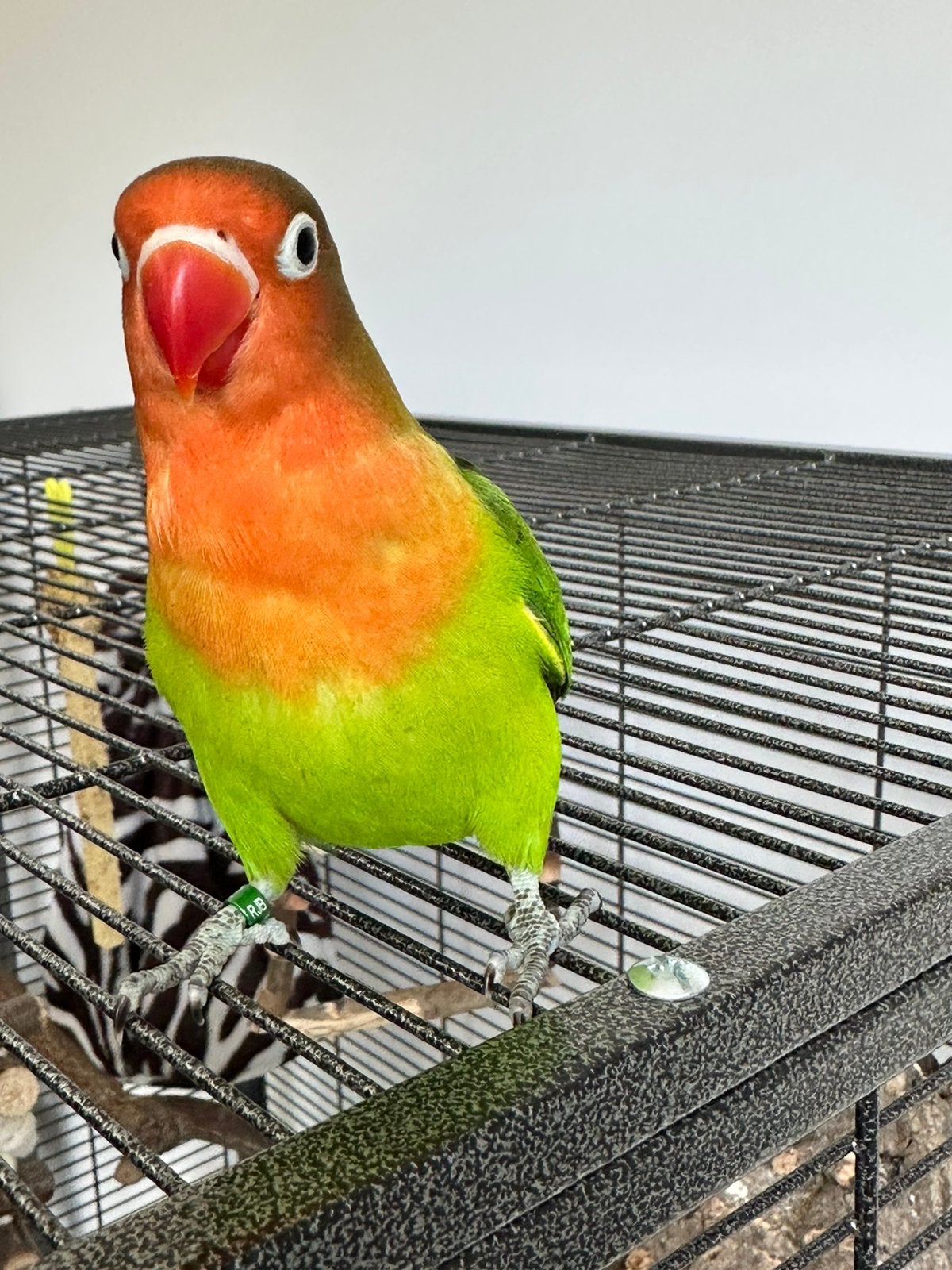 2 tamme jonge Agapornis Fischeri Opaline groen Eigen kweek, Dieren en Toebehoren, Geslacht onbekend, Dwergpapegaai of Agapornis
