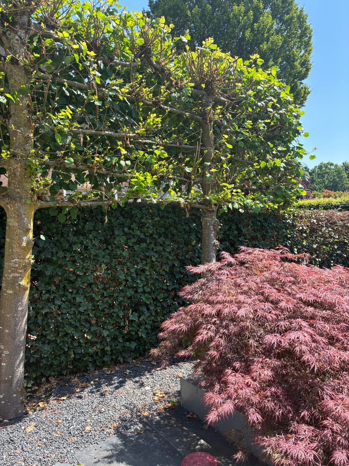 Lei-lindes, 2x, Tuin en Terras, Planten | Bomen, Ophalen, Halfschaduw, Leiboom