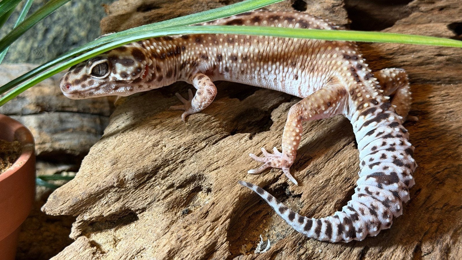 Luipaardgekko met terrarium Leopard Gecko photo 5