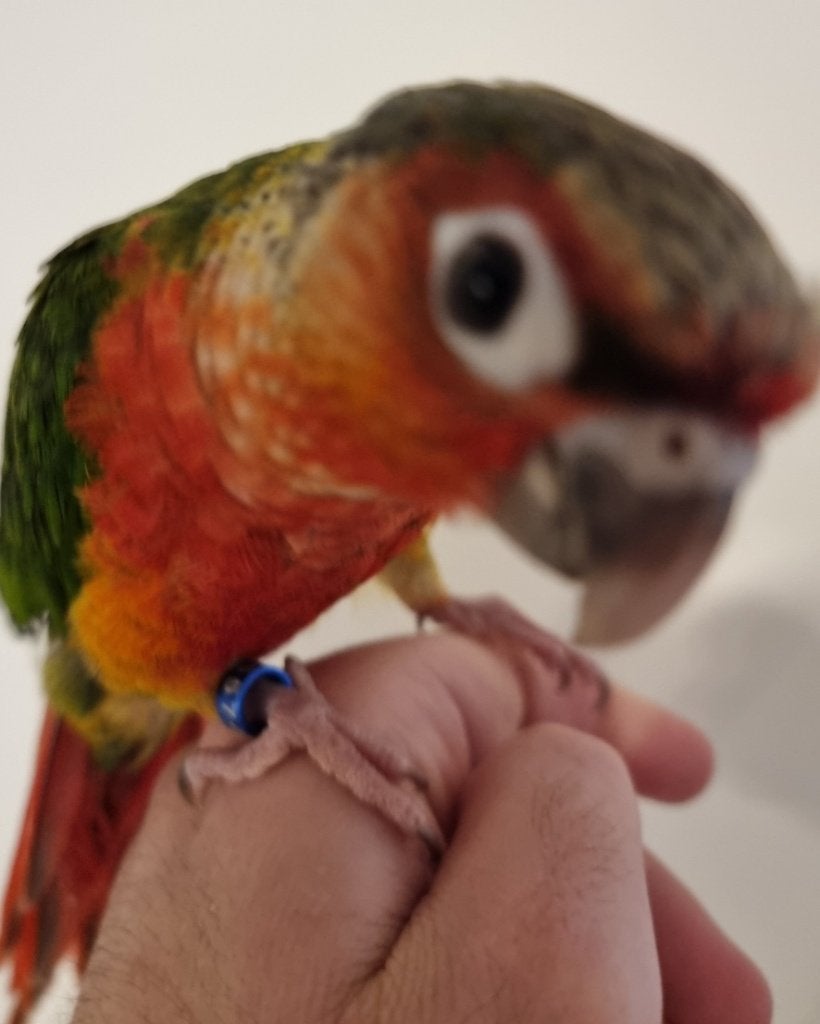 Pyrrhura, Dieren en Toebehoren, Vogels | Parkieten en Papegaaien, Mannelijk, Parkiet, Geringd