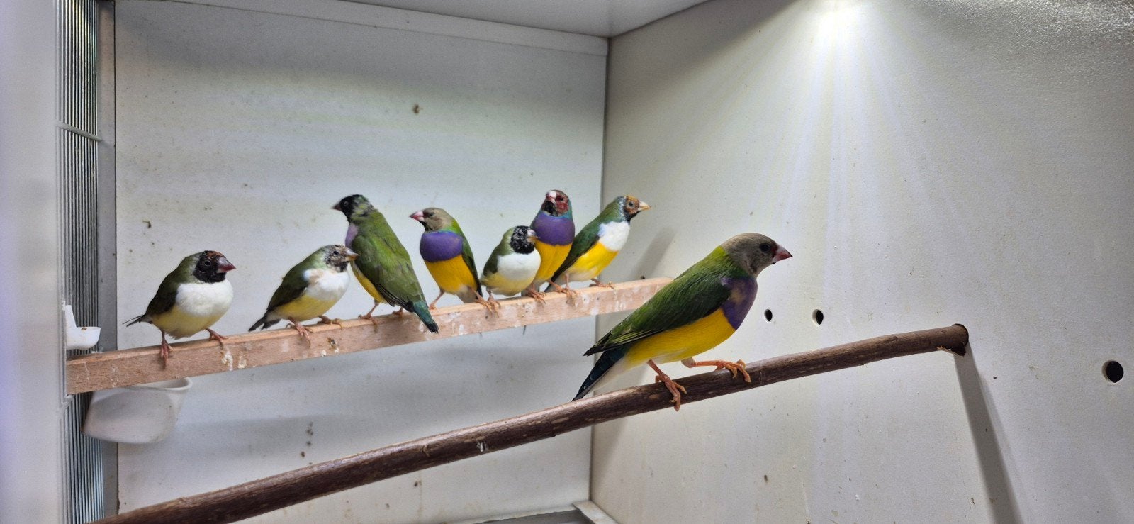 Gouldamadines, Meerdere dieren, Tropenvogel