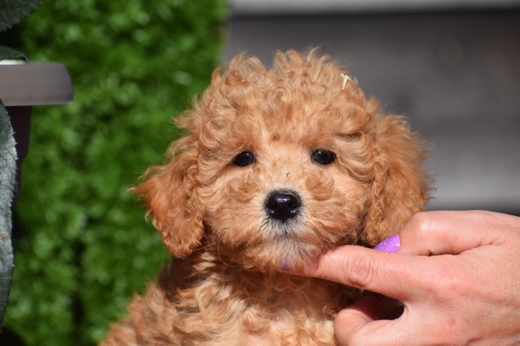 Poedel pups kies hier uw kleutje, Poedel, 15 weken tot 1 jaar, Buitenland, Parvo
