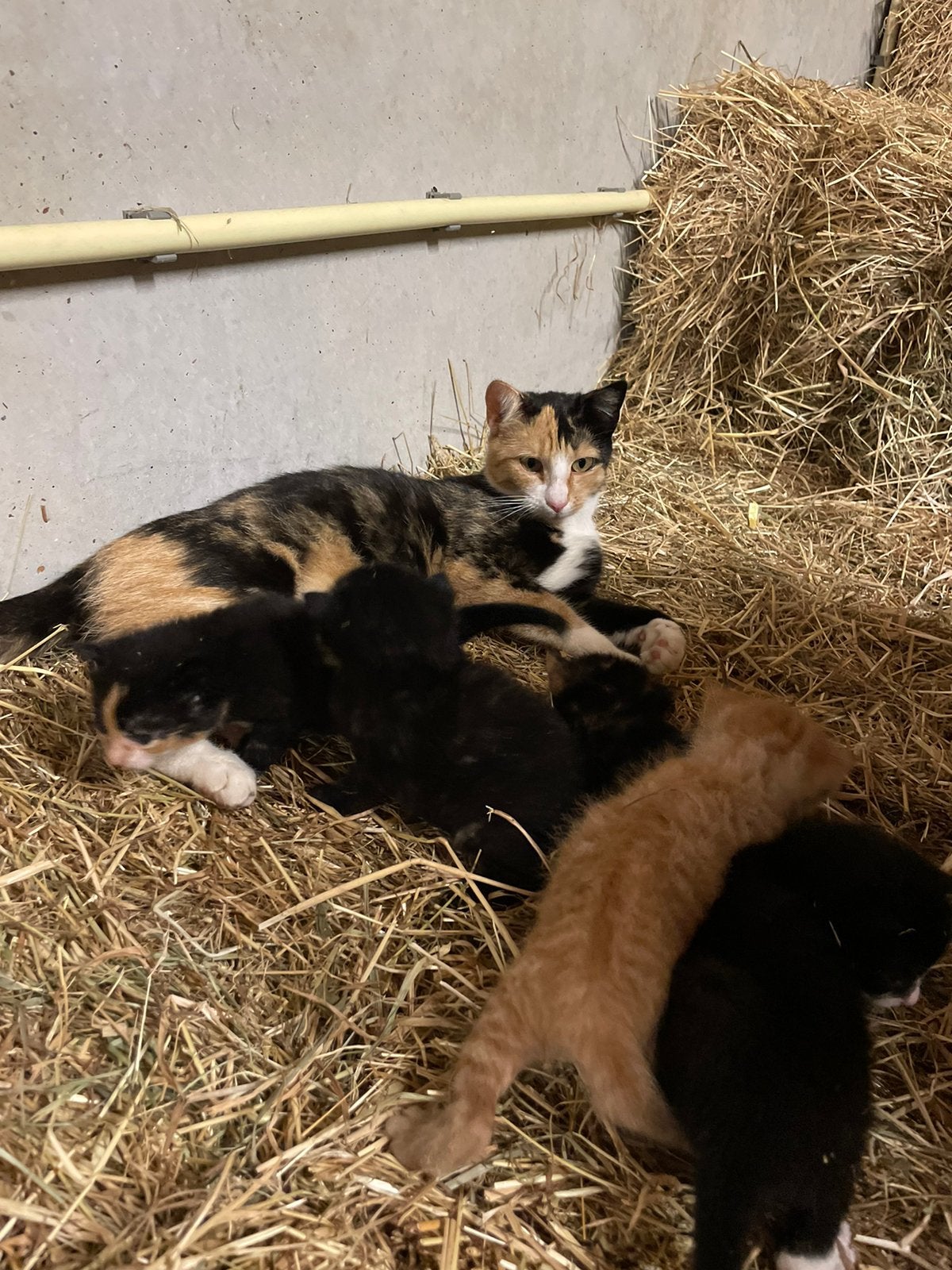 Kittens te koop, Dieren en Toebehoren, Meerdere dieren