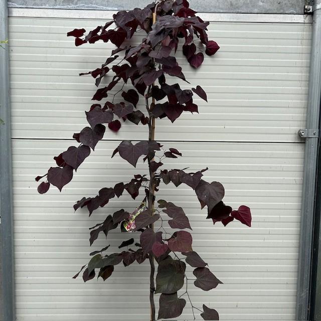 Cercis of Judasboom, Tuin en Terras, Planten | Bomen, Ophalen of Verzenden, Lente, In pot, 100 tot 250 cm