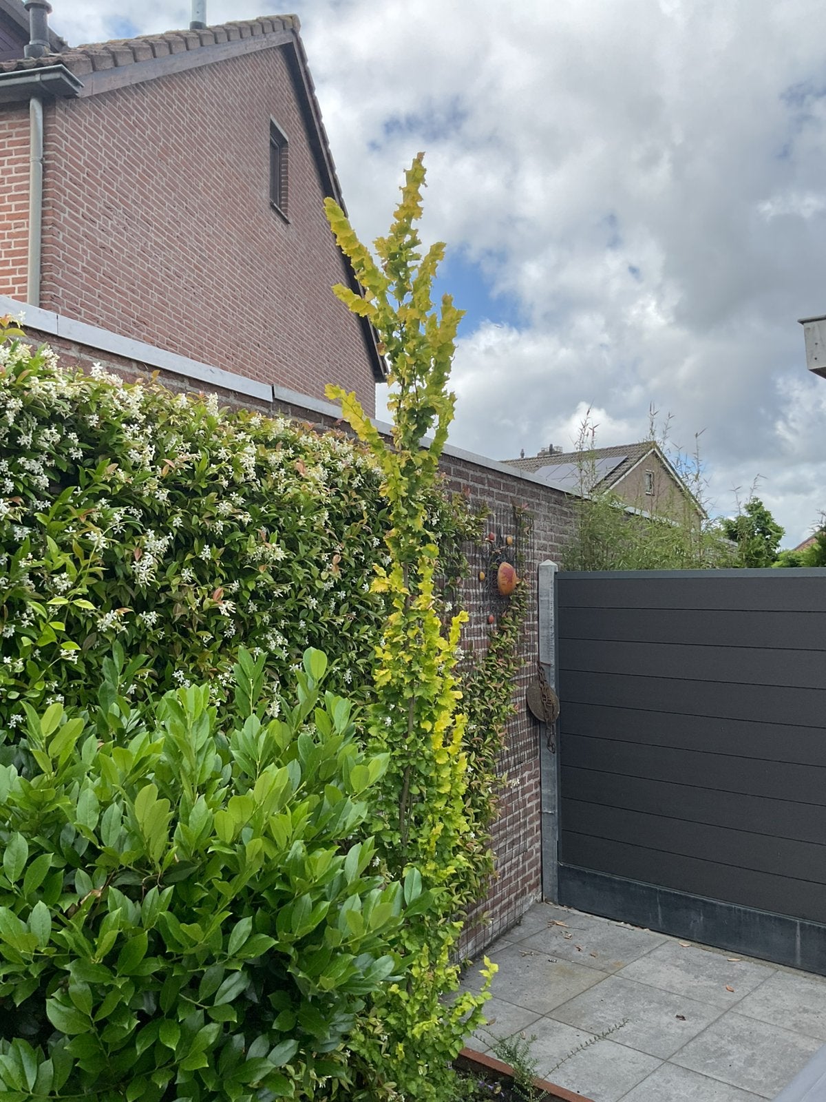 Zuilboom Goudiep 3,5m, Ophalen, Zuilboom, 250 tot 400 cm