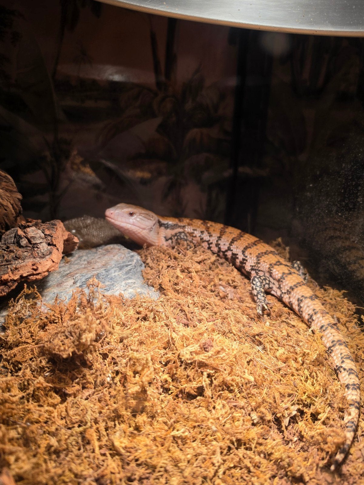 Blauwtongskink Blue Tongue Skink - unknown for sale from erwin Helmhout