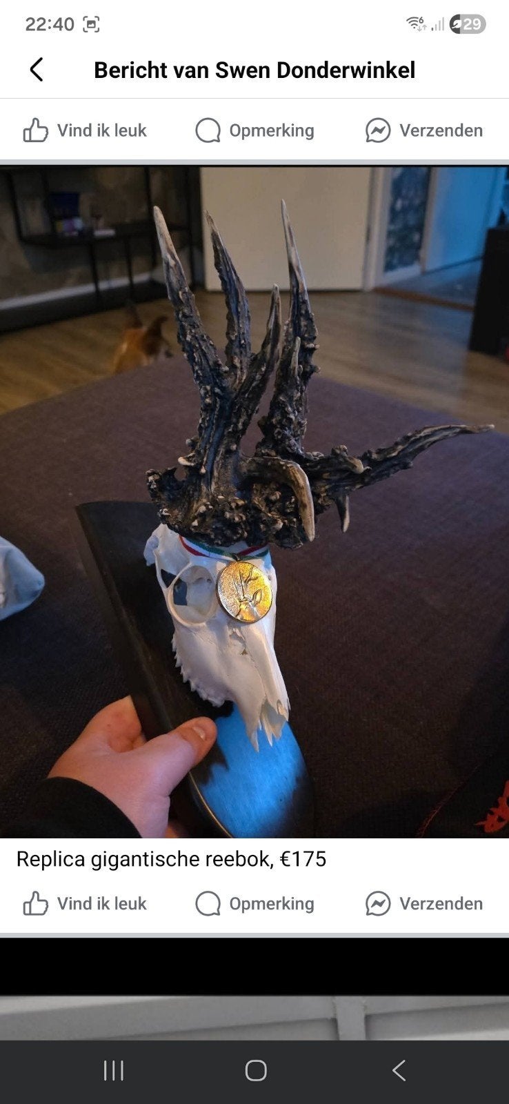 Veel opgezette dieren taxidermie geweien schedels decoratie, Ophalen, Opgezet dier