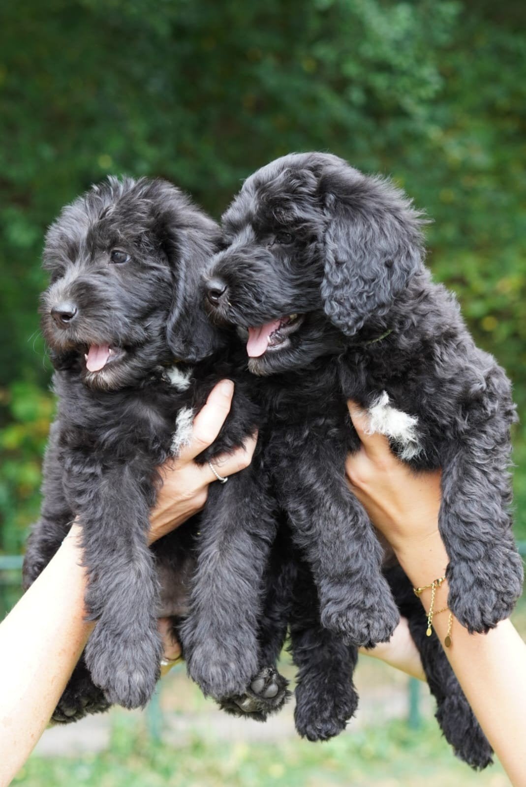 Nog 2 prachtige multigen Labradoodle pups!!, 8 tot 15 weken, Meerdere, Meerdere dieren, Nederland