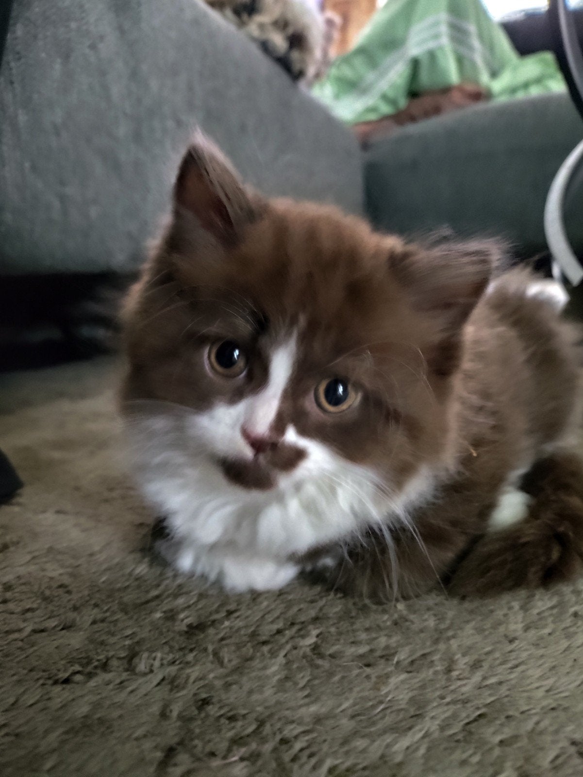Brits korthaar kittens cinnamon black smoke, Meerdere dieren, Gechipt, 0 tot 2 jaar