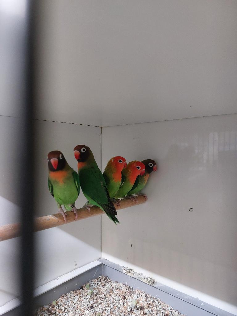Aangeboden agapornis nigrigenis, Dieren en Toebehoren, Vogels | Parkieten en Papegaaien, Geslacht onbekend, Dwergpapegaai of Agapornis