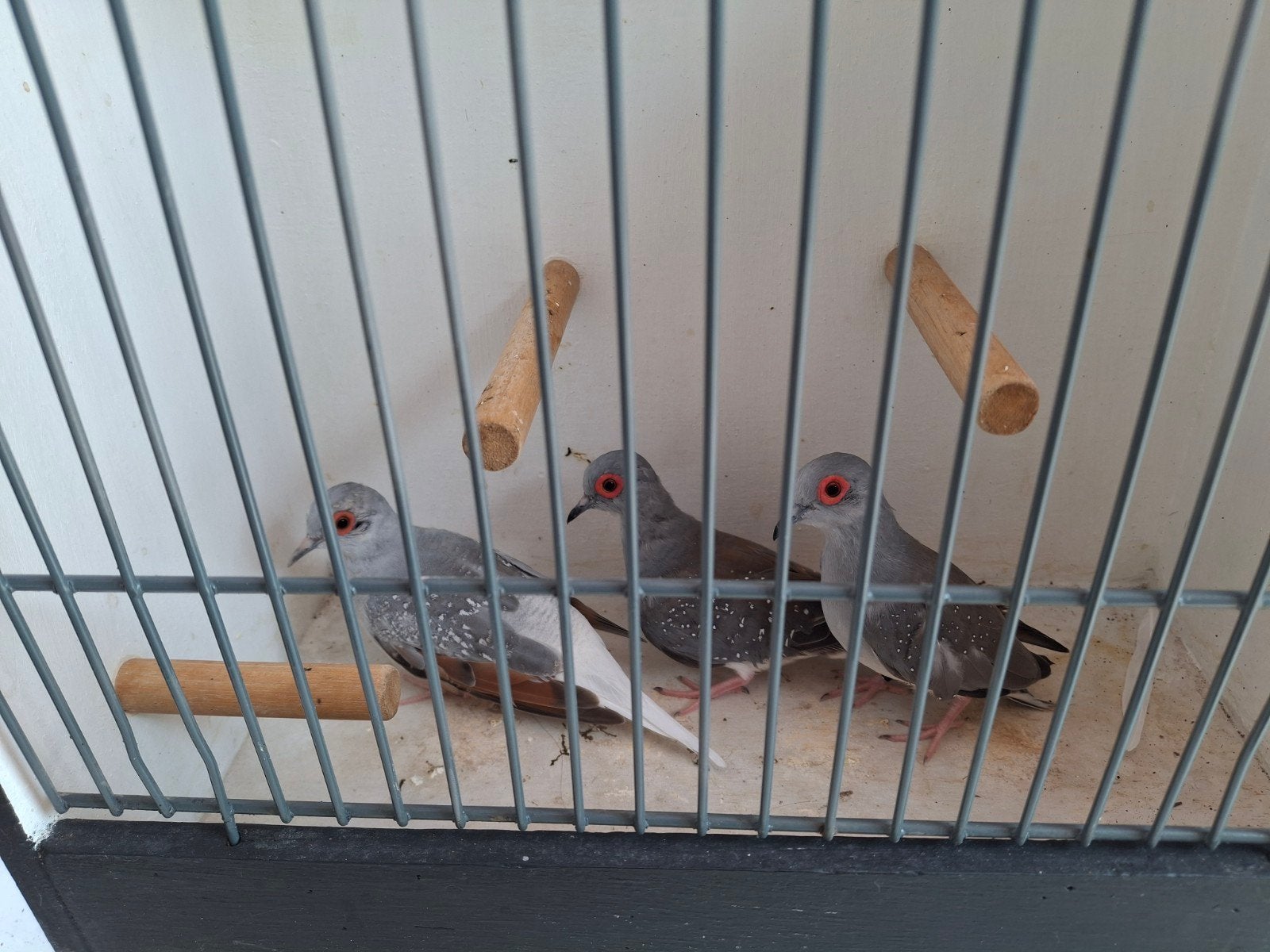 Drie diamantduifjes, doffers, Meerdere dieren, Tropenvogel