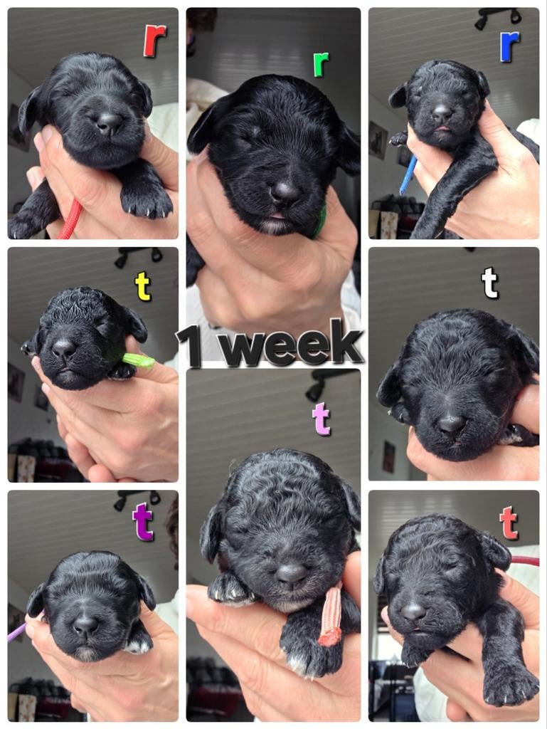 Prachtige Multigen doodles pups, Dieren en Toebehoren, Honden | Niet-rashonden, Parvo, 8 tot 15 weken, Meerdere, Meerdere dieren
