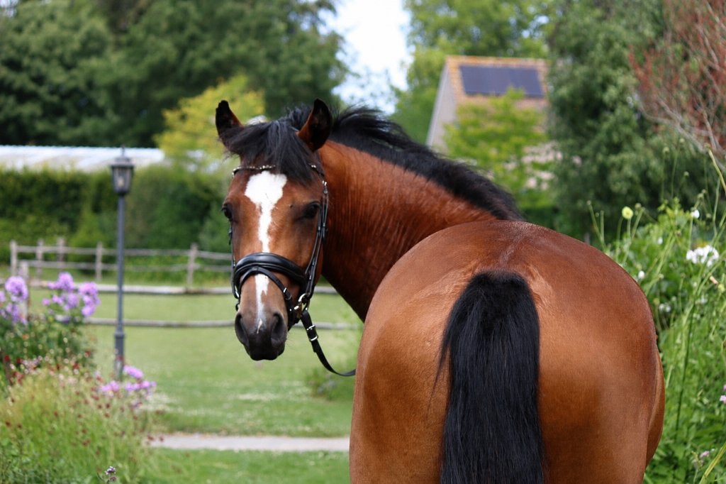 Prachtige brave 3-jarige New Forest merrie, Dieren en Toebehoren, Pony's, Merrie, Met stamboom, Dressuurpony, Zadelmak