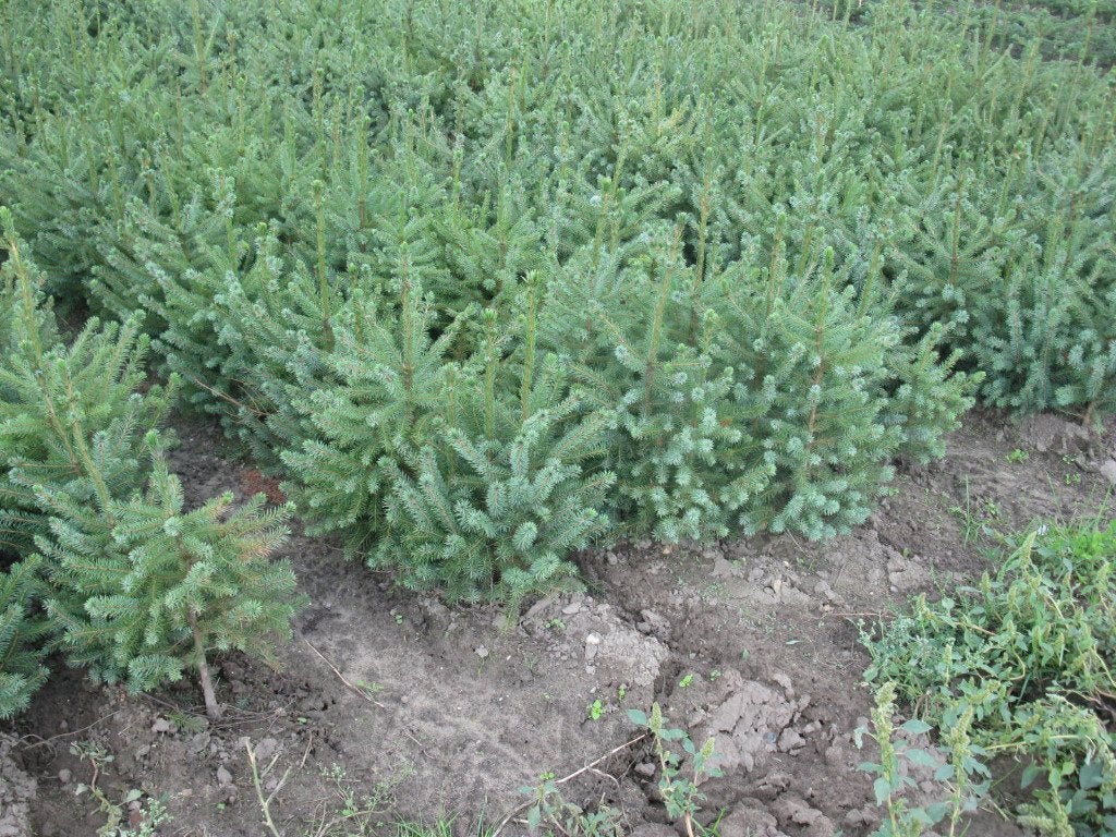 plantgoed omorika, fijnspar, Volle zon, Bloeit niet, Minder dan 100 cm, Overige soorten
