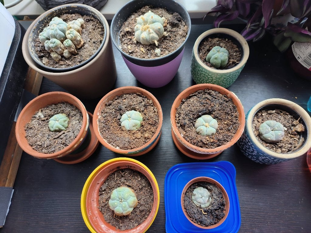 Peyote cactus, Ophalen, Halfschaduw, Cactus, Minder dan 100 cm
