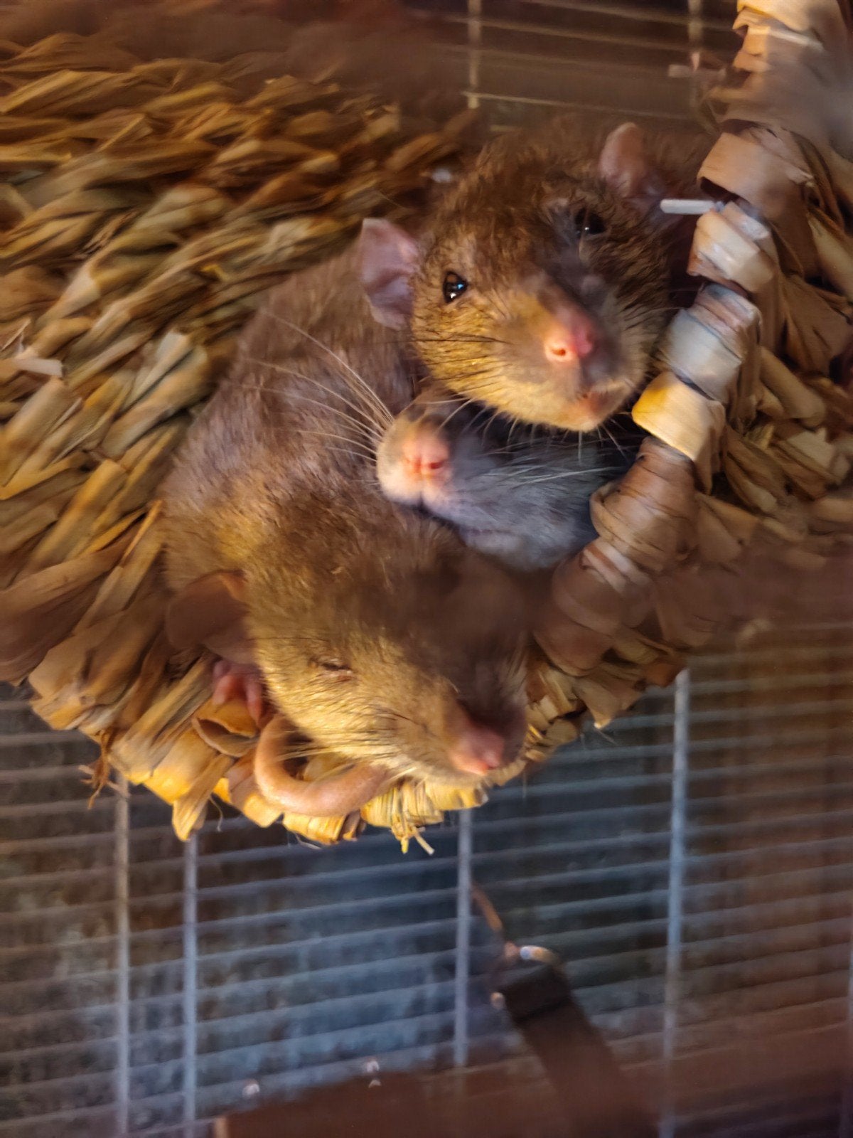 3 vrouwen ratjes zoeken een nieuw thuis + toebehoren, Dieren en Toebehoren, Rat, Maart, Vrouwelijk, Tam