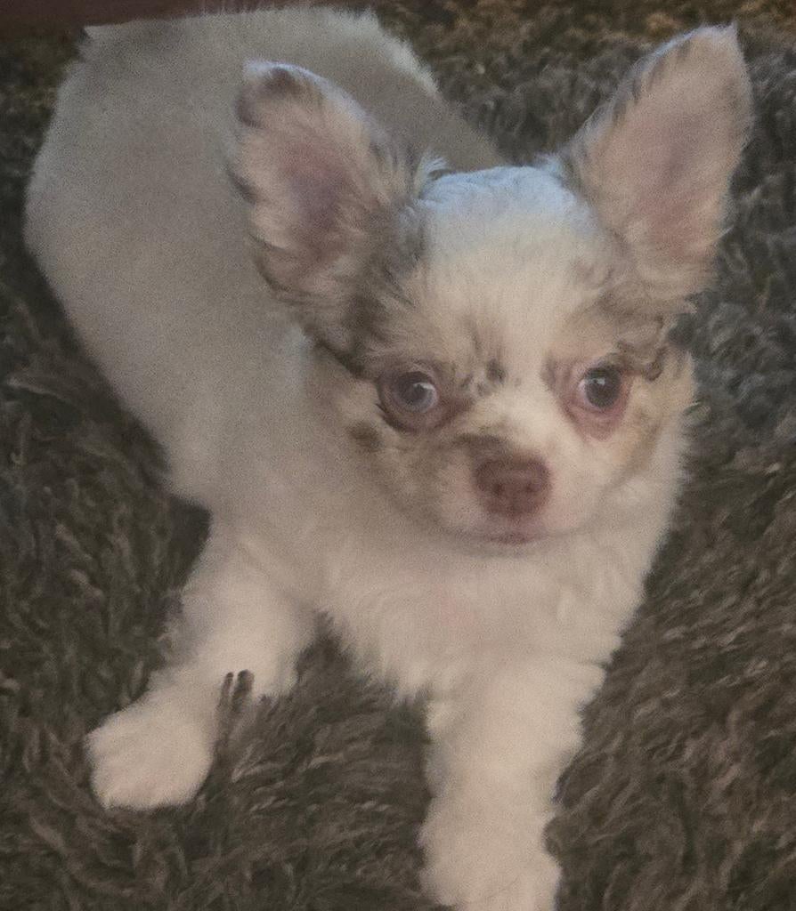Chihuahua reutje, langharig merle. Uniek, eenmalig!!!, Parvo, Reu, 8 tot 15 weken, Eén hond