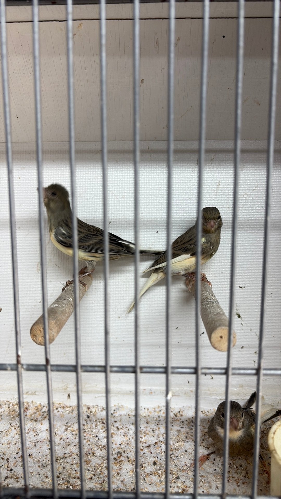 Raza kanarie, Meerdere dieren, Kleurkanarie