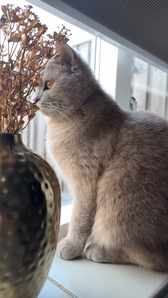 poes, Poes, Met stamboom, 0 tot 2 jaar