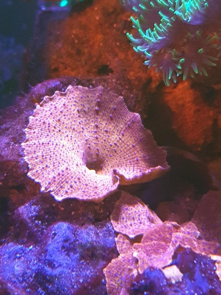 Discosoma superman oren €15 per stuk, Dieren en Toebehoren, Vissen | Aquariumvissen, Overige typen, Zoutwatervis