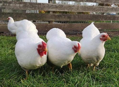 Witte Wyandotte krielkippen., Dieren en Toebehoren, Pluimvee, Vrouwelijk, Kip