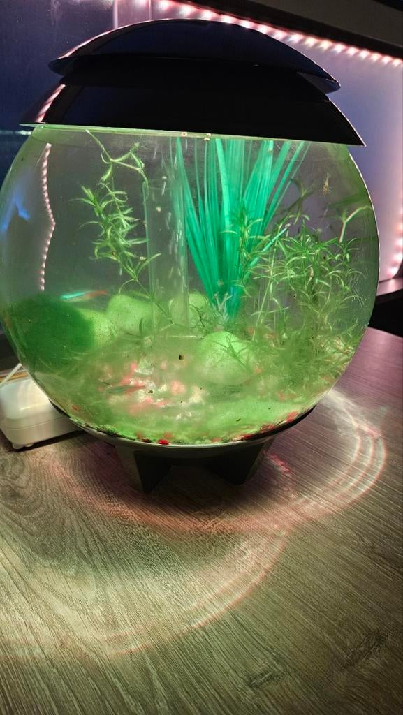 zeer mooi aquarium, Dieren en Toebehoren, Vissen | Aquaria en Toebehoren, Ophalen, Zo goed als nieuw, Gevuld zoetwateraquarium
