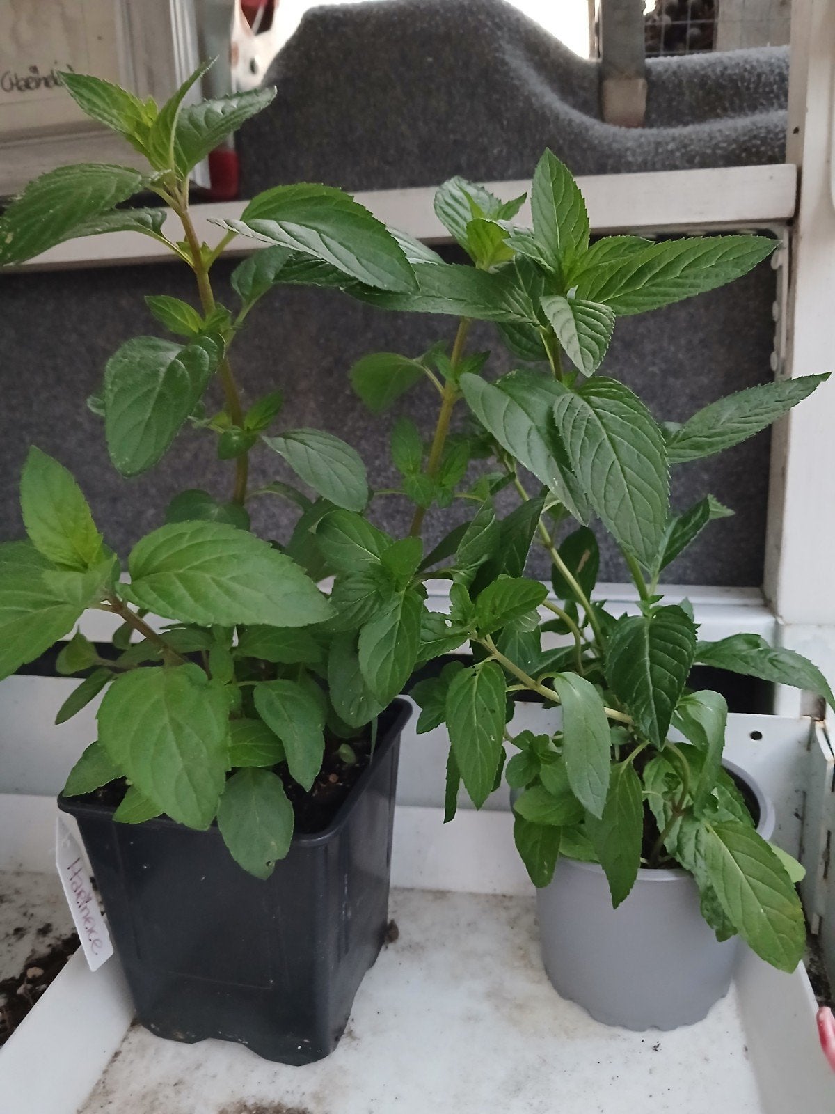 Chocolademunt, Tuin en Terras, Planten | Tuinplanten, Ophalen, Overige soorten, Volle zon